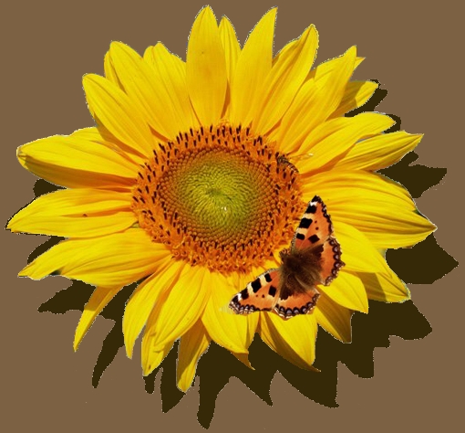 Sonnenblume mit Schmetterling